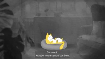 Sensibilisation bien-être animal chat