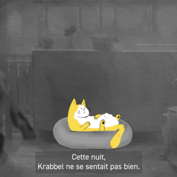 Sensibilisation bien-être animal chat